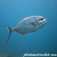Amberjack