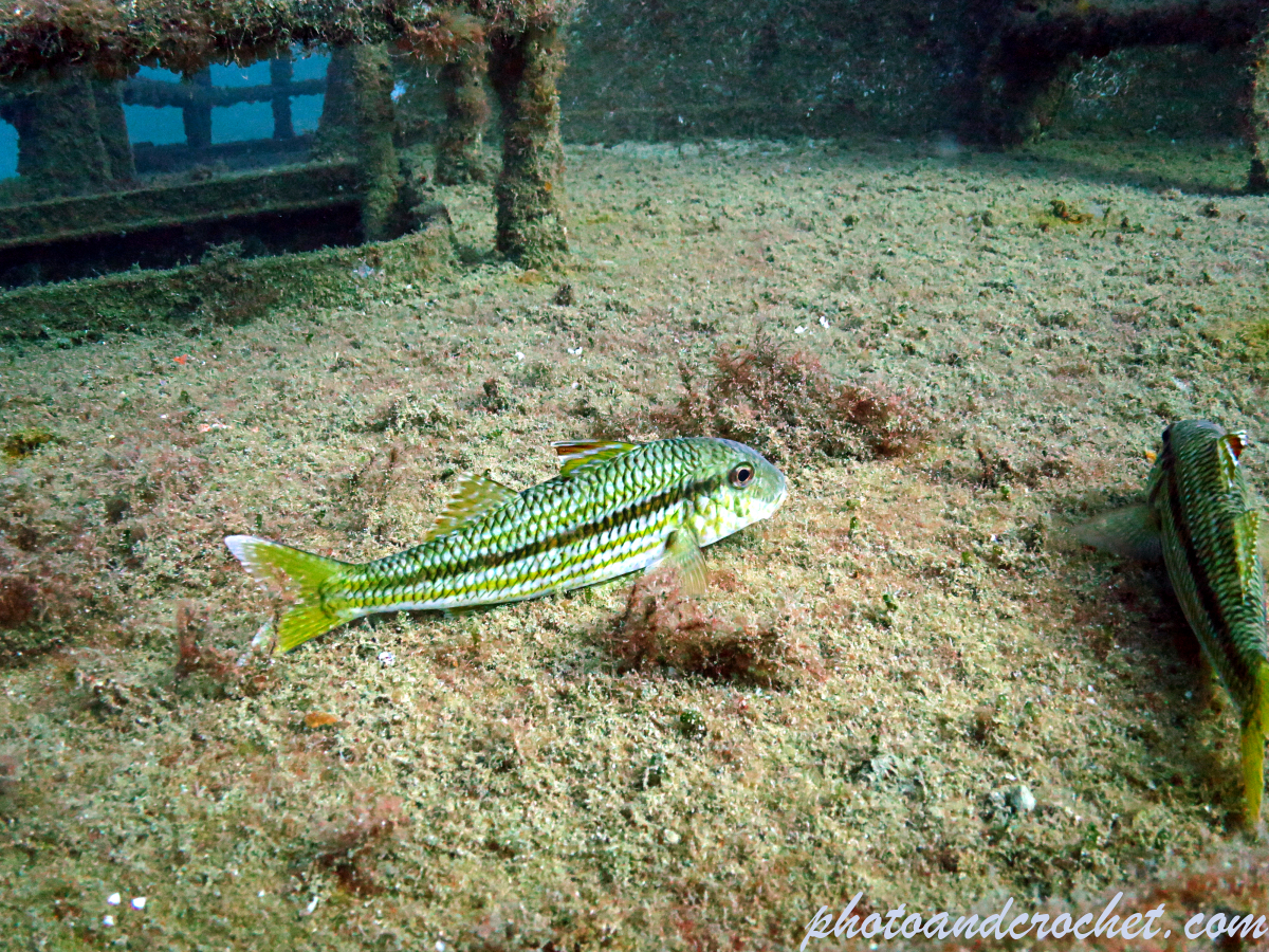 Striped Red Mullet - Mullus surmuletus - Image