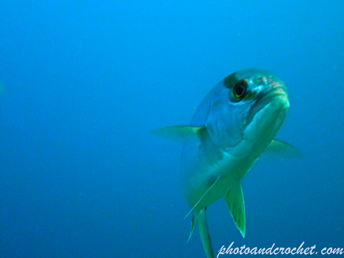 Amberjack - Balistes carolinensis - Image