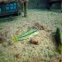 Striped Red Mullet - Mullus surmuletus - Image