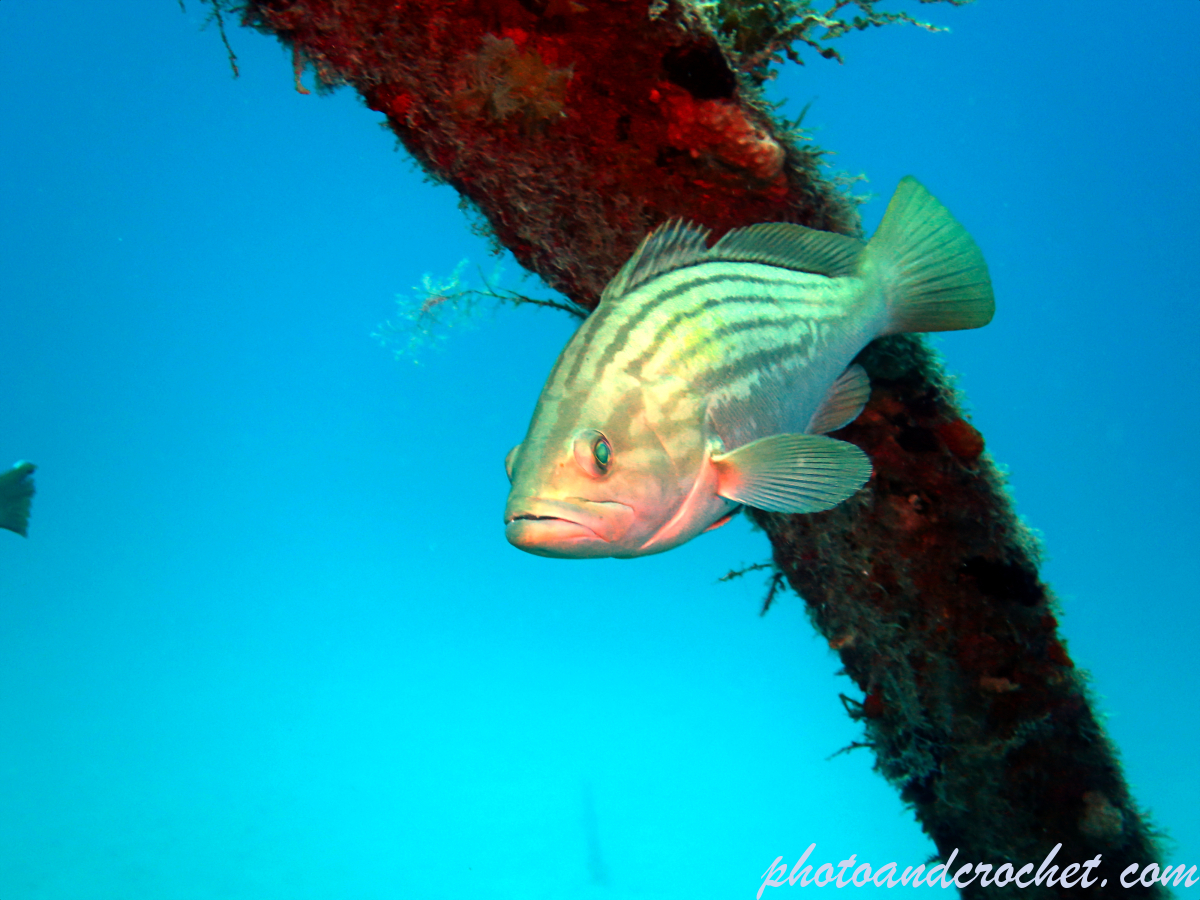 Goldblotch grouper - Epinephelus costae - Image