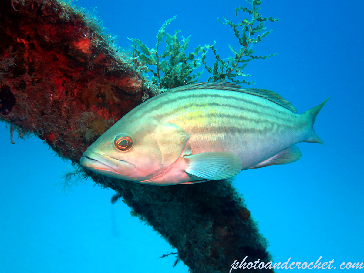 Goldblotch grouper - Epinephelus costae - Image