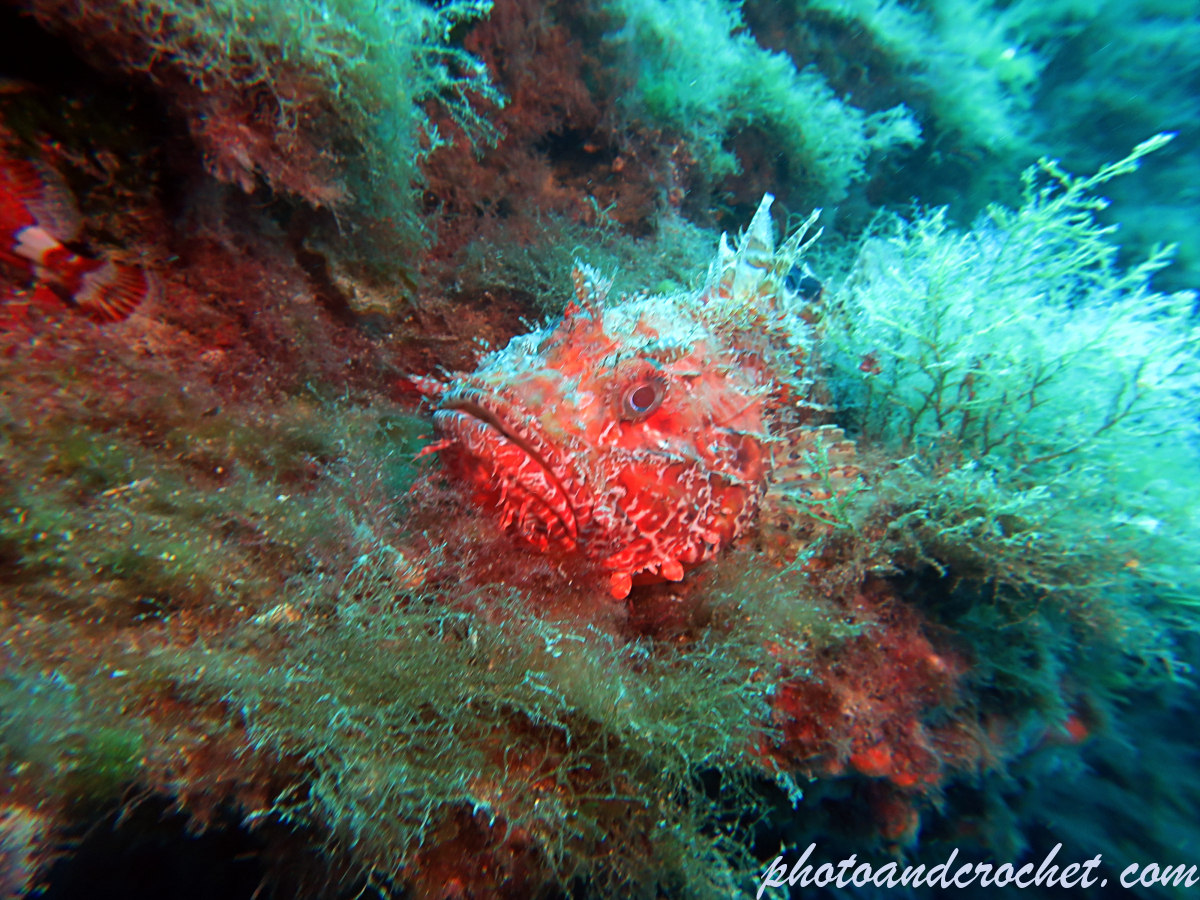 Scorpionfish - Image