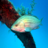 Goldblotch grouper - Epinephelus costae - Image