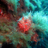 Scorpionfish - Image
