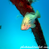Goldblotch grouper - Epinephelus costae - Image