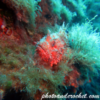 Scorpionfish - Image