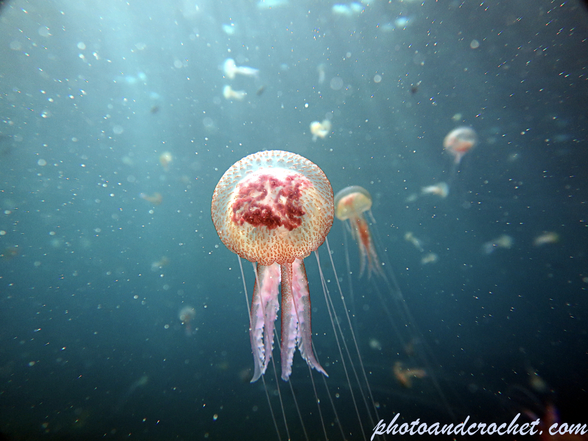 Cnidaria, Luminous Jellyfish - Pelagia noctiluca - Image