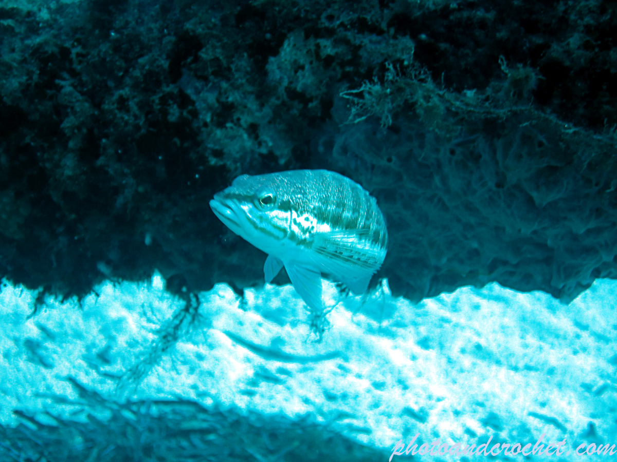 Comber - Serranus cabrilla - Image