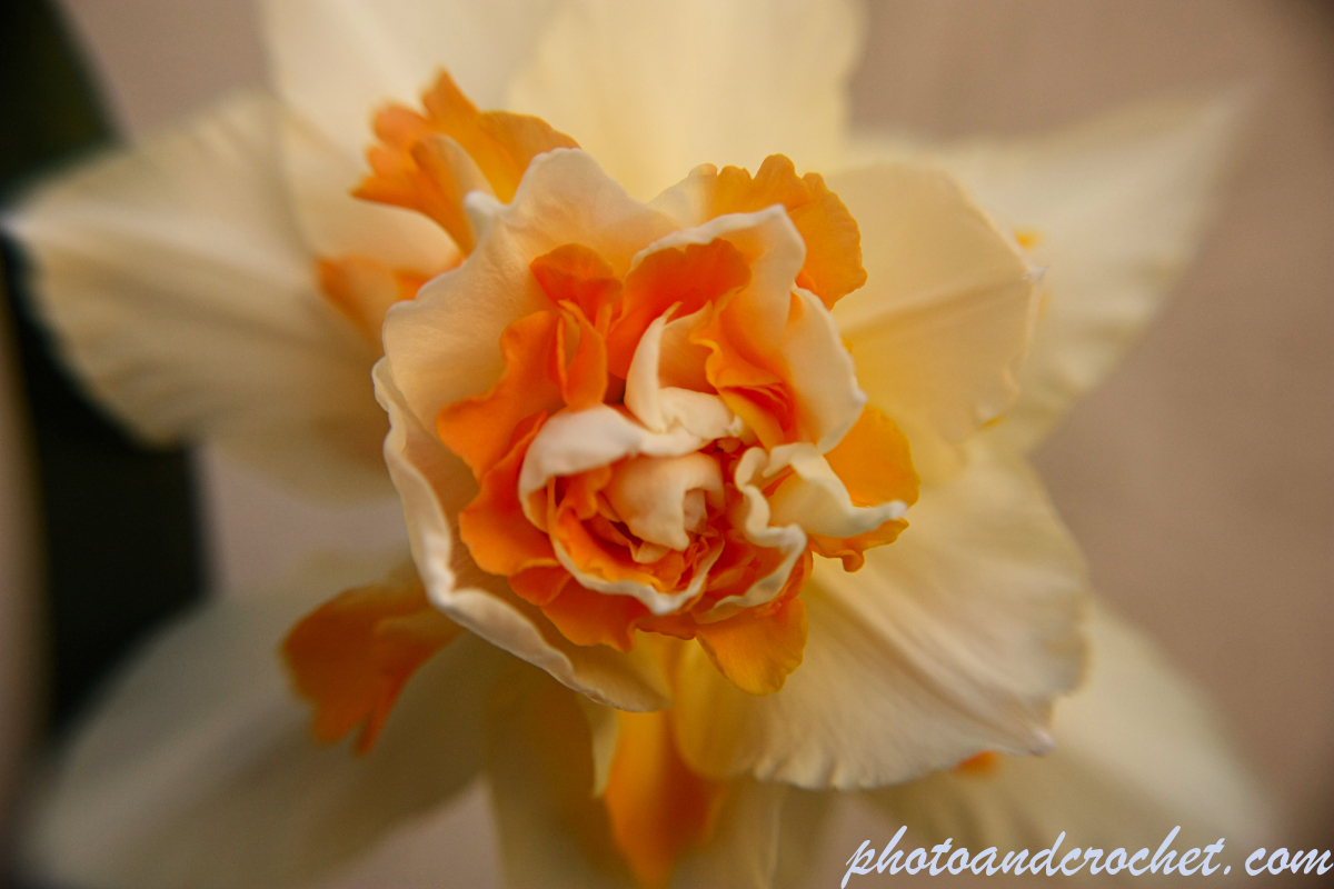 Yellow-Orange flower - image