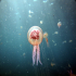 Cnidaria, Luminous Jellyfish - Pelagia noctiluca - Image