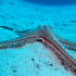 Sea Star - Astropecten aranciacus - Image