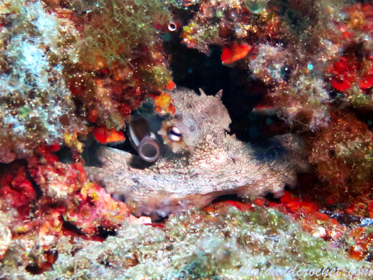 Octopus - Octopus vulgaris - Image