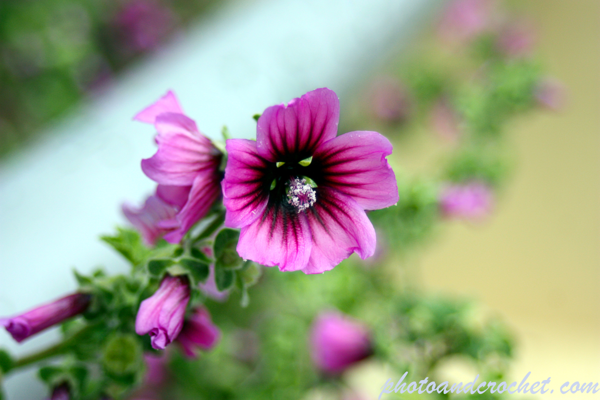 Common Hollyhock - Image