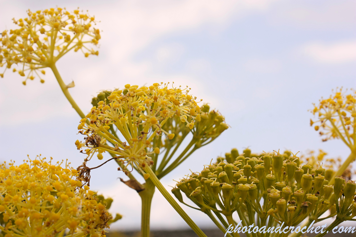 Autumn Flower - Image
