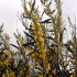 Yellow bluming bush - Image