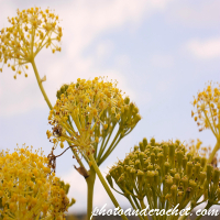 Autumn Flower - Image