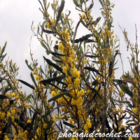 Yellow bluming bush - Image