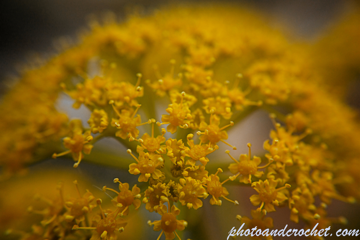 Autumn Flower - Close up - Image