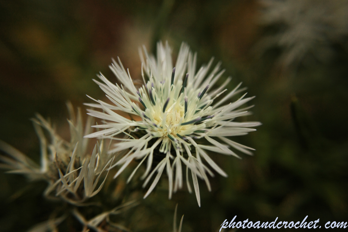 Mediterranean Thistle - Image