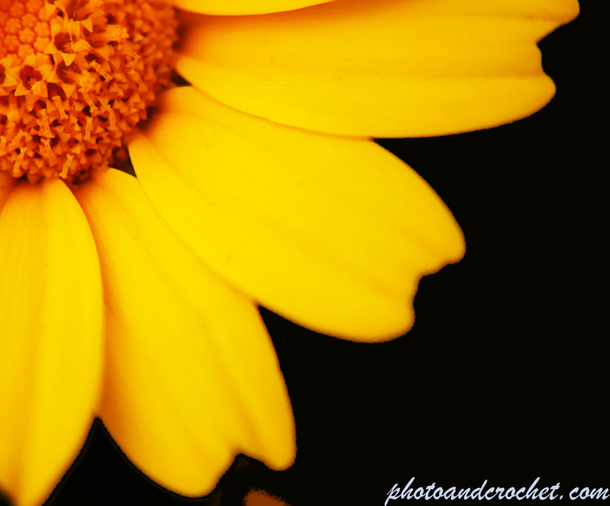 Crown Daisy - A quater - Image