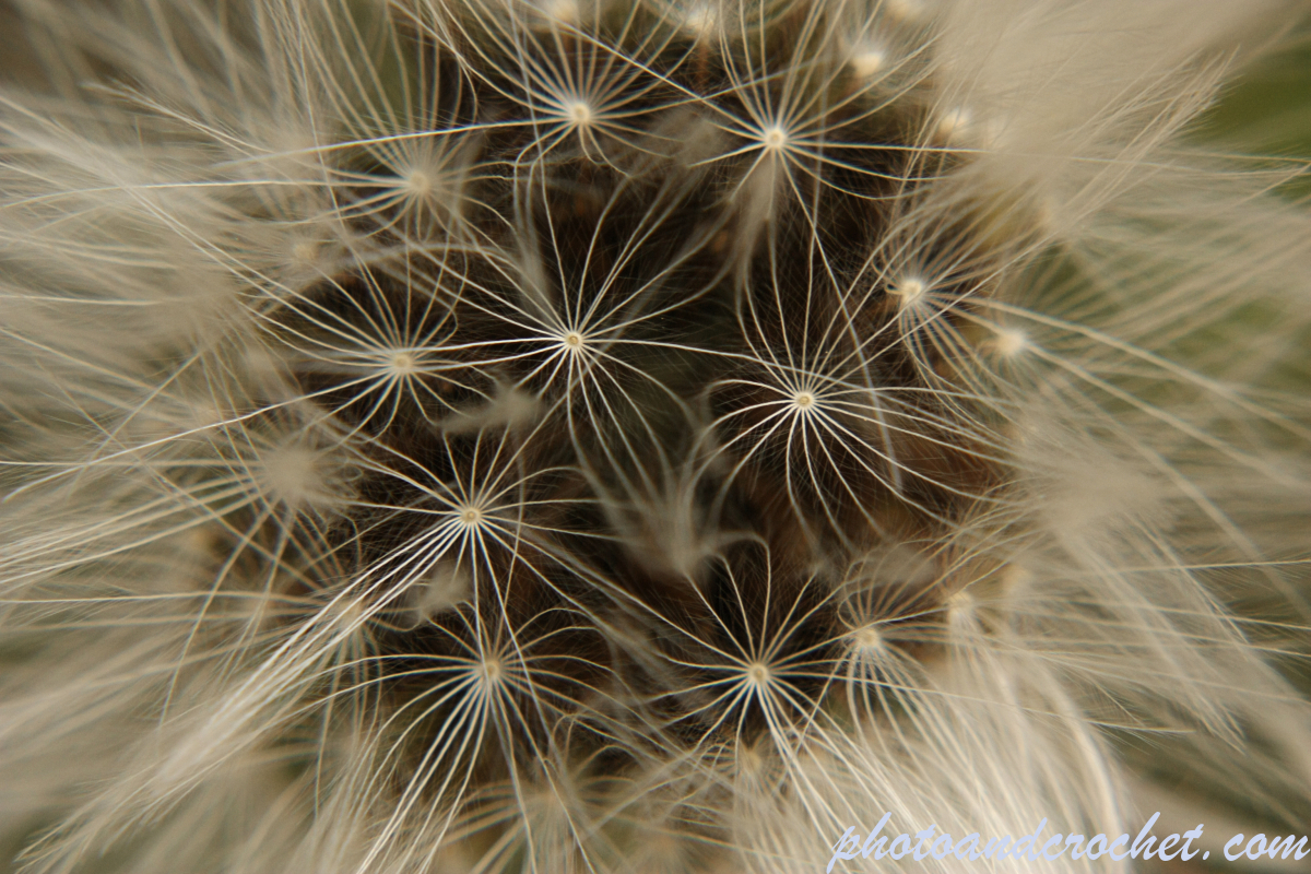 Dandelion  - Macro - Image