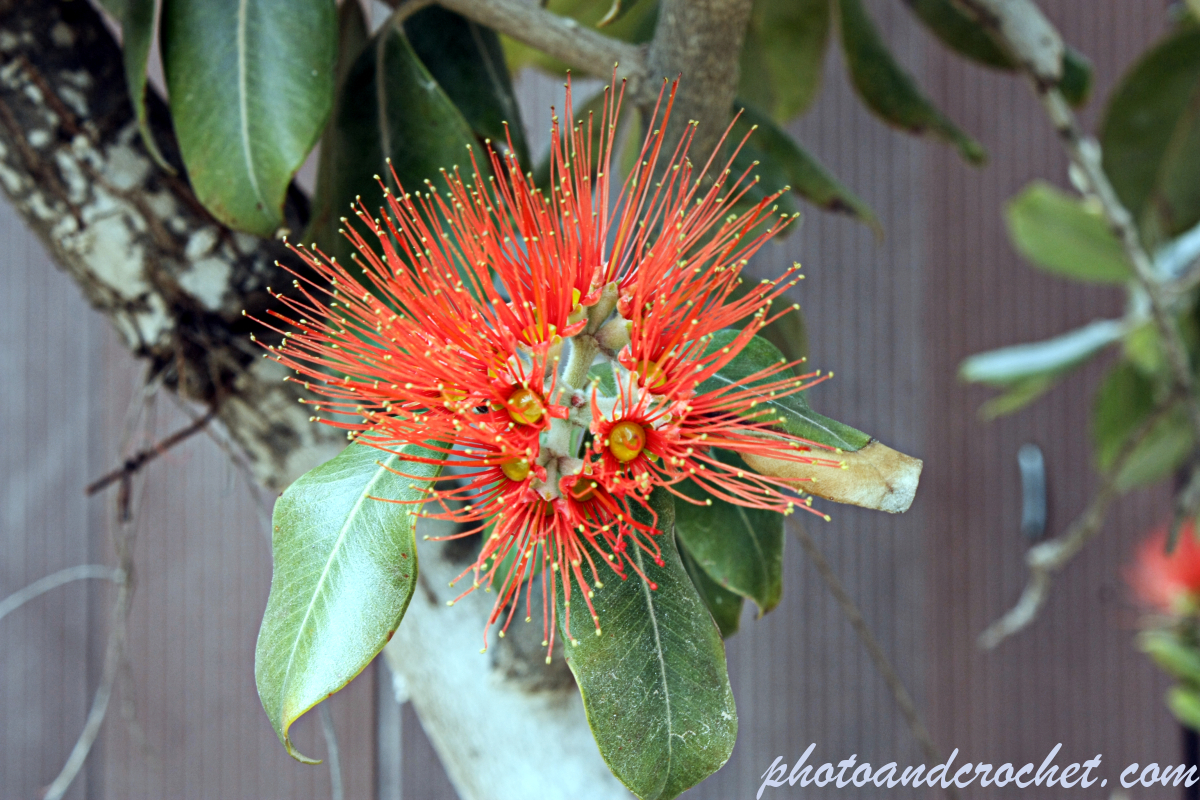 Red Brush 02 - Image