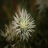 Mediterranean Thistle - Image