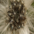 Dandelion  - Macro - Image