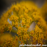 Autumn Flower - Close up - Image