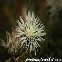 Mediterranean Thistle - Image