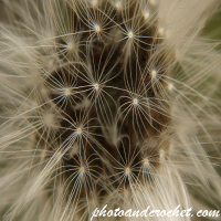 Dandelion  - Macro - Image