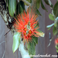 Red Brush 02 - Image