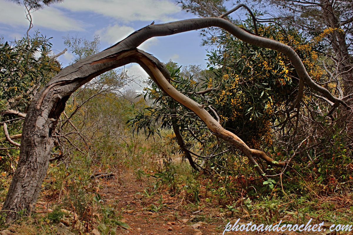 Tree - Stretching - Image