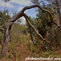 Tree - Stretching - Image