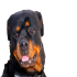  Portrait of a Rottweiler - Image