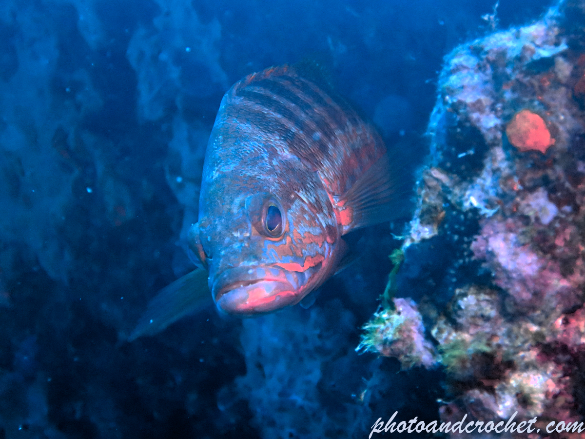 Comber - Serranus cabrilla - Image