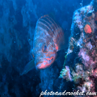 Comber - Serranus cabrilla - Image