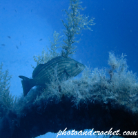 Goldblotch grouper - Epinephelus costae - Image