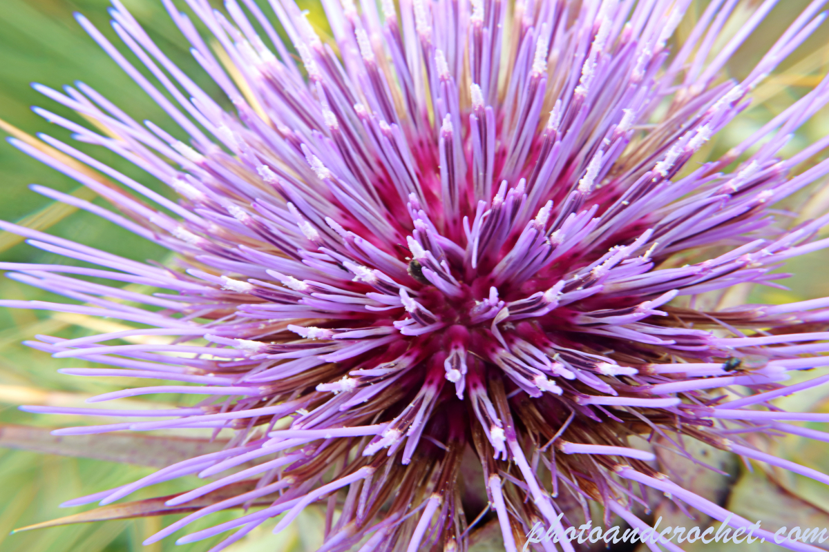 Mediterranean Thistle - Image