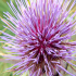 Mediterranean Thistle - Image