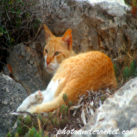 Ginger Cat Sheltering Behind a Rock