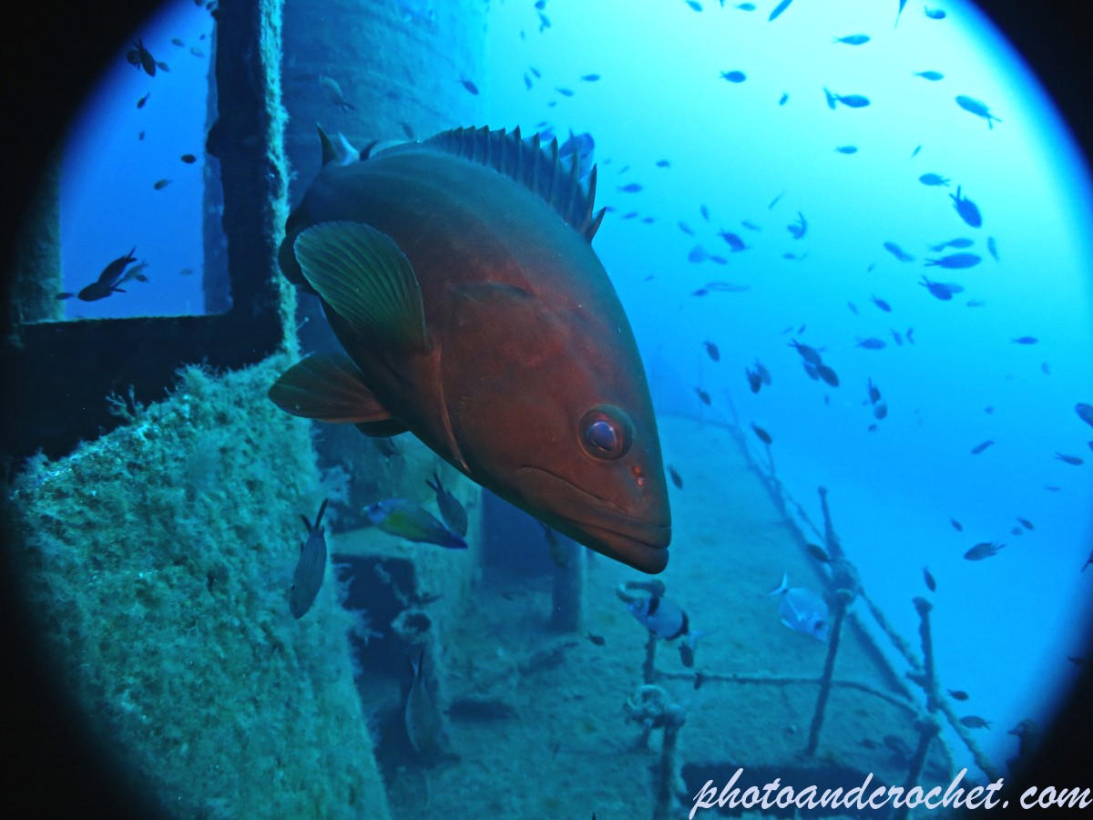 Goldblotch grouper - Epinephelus costae - Image