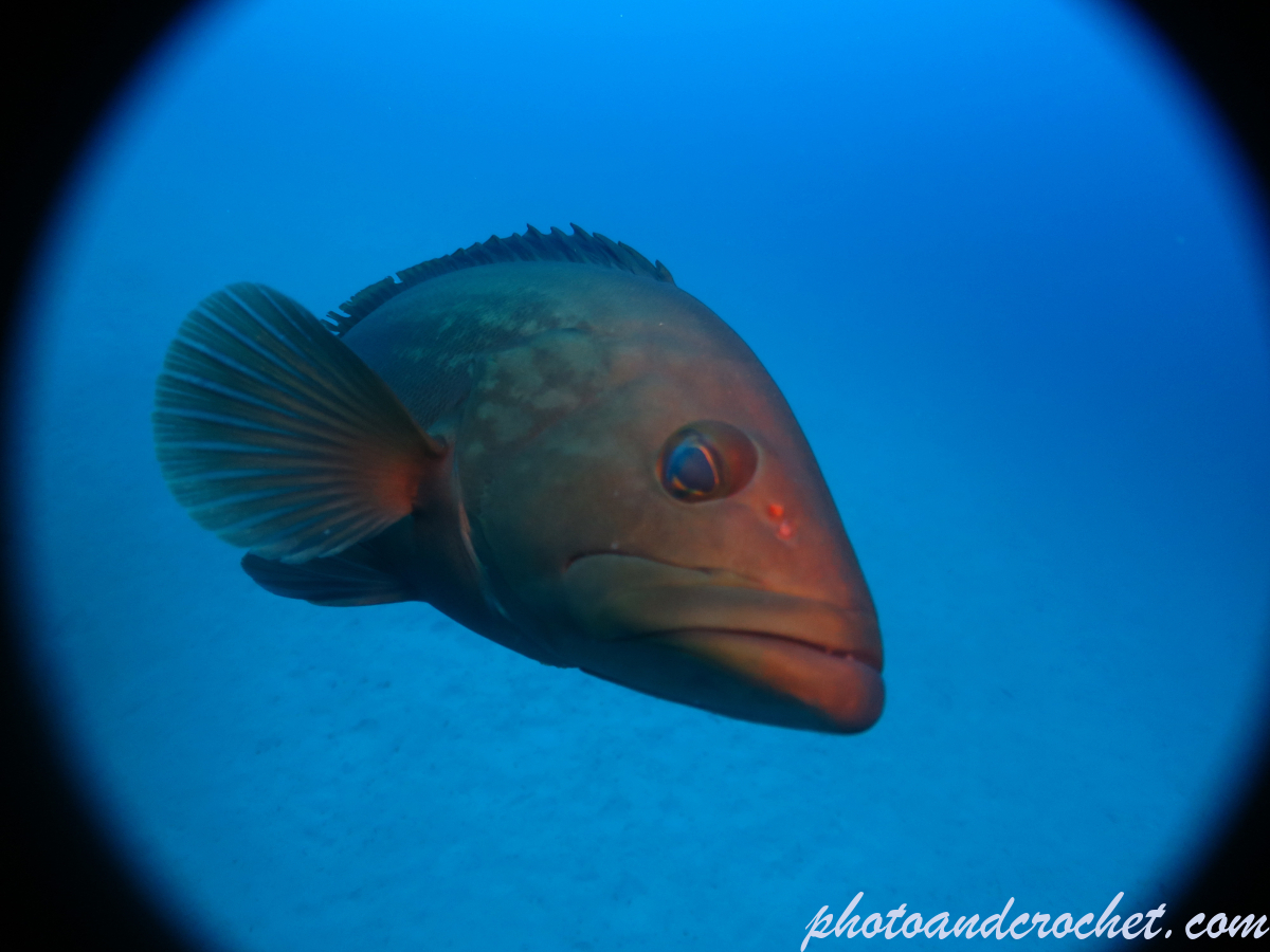 Goldblotch grouper - Epinephelus costae - Image