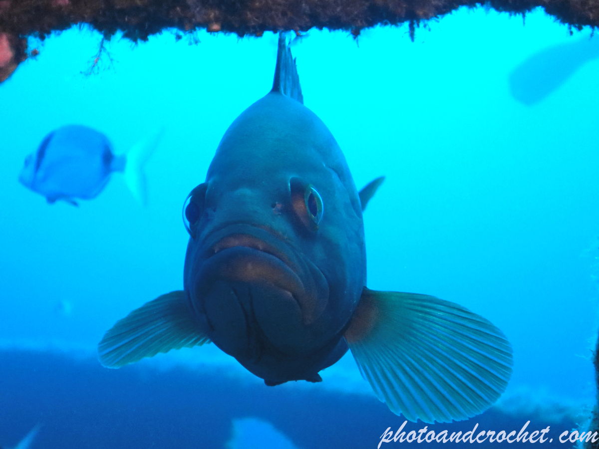 Goldblotch grouper - Epinephelus costae - Image
