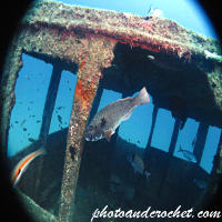 ปลานกแก้ว