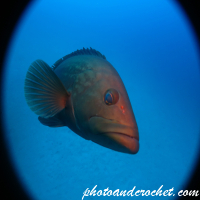 Goldblotch grouper - Epinephelus costae - Image