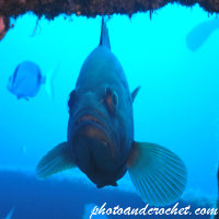 Goldblotch grouper - Epinephelus costae - Image