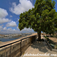Valletta - The Tree - Image