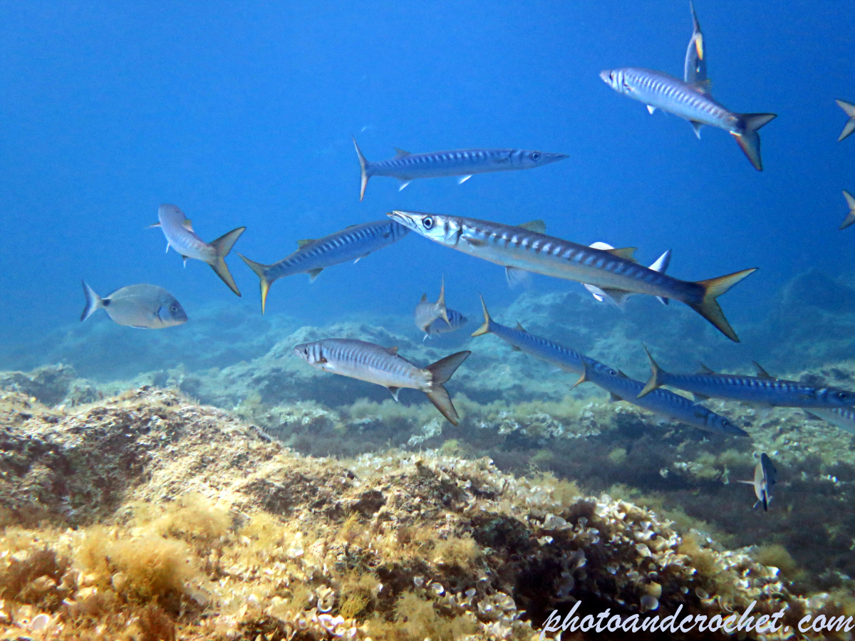 Barracudas - Image